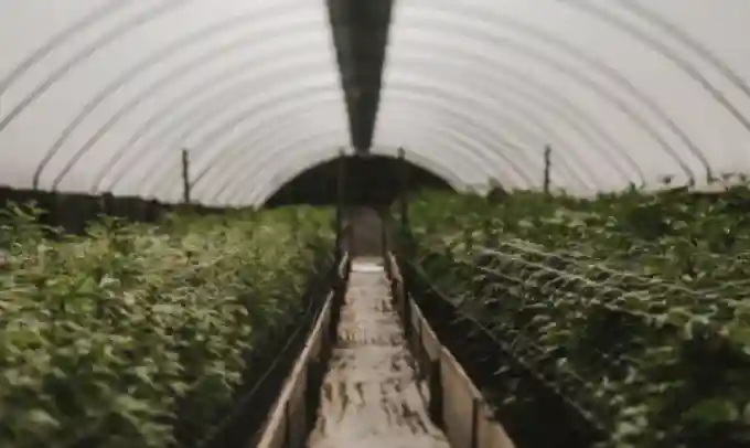 A vibrant row of cannabis plants thriving at SLO Cal Roots Farms, showcasing premium cultivation and quality cannabis in San Luis Obispo County.